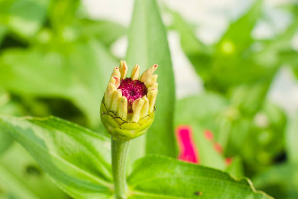 A zinnia flower that is still in bud