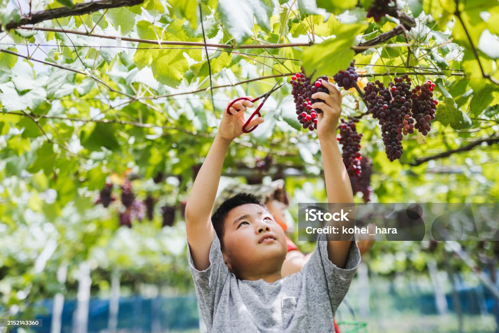 Junge bei der Weinlese im Garten - Lizenzfrei Obst Stock-Foto Junge bei der Weinlese im Garten - Lizenzfrei Obst Stock-Foto