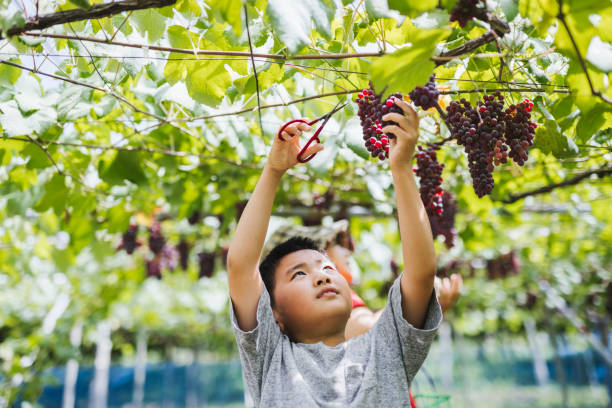 Asian boy doing farm work.
