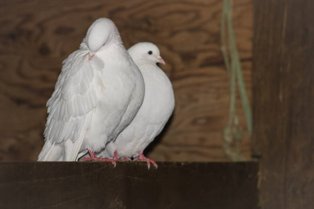 A beautiful view of two birds of white doves on green grass.