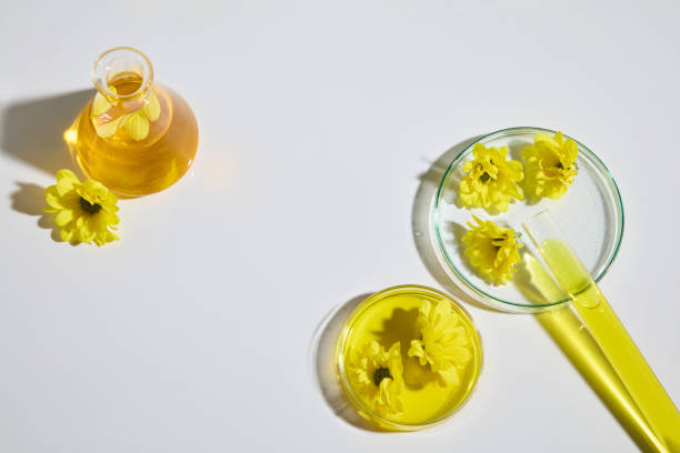 istock Several lab glassware flat lay on white table consist of petri dish with calendula flower above, test tube filled yellow essence and erlenmeyer flask of flower extract. High angle shot, blank space 2152145526