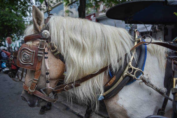 istock Horse head close up shot 2152145712