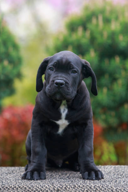 istock cane corso italiano puppy 2152146812