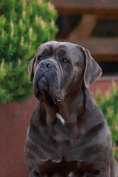 istock dog breed cane corso italiano 2152146819