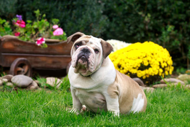 dog breed english bulldog