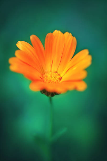 istock Flowering marigold close-up on a green background. selective focus 2152148076