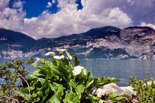 Vibrant calla lilies in the foreground with a serene mountain lake garda and cloudy sky backdrop