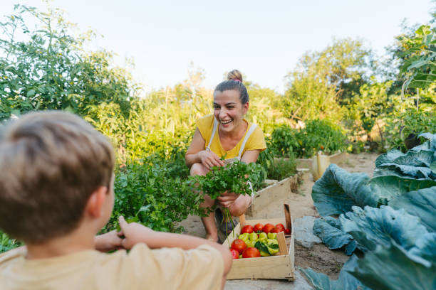 istock Having fun in our organic garden while picking fresh vegetables 2152150696