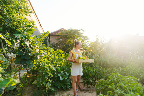 istock Picking ripe vegetables from my organic garden 2152150746