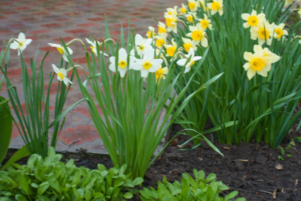 istock White and yellow flowers of daffodils in April 2152152076