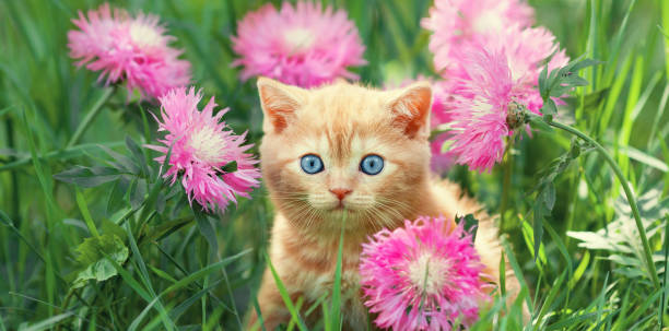 istock Cute little ginger kitten sitting on a flower lawn 2152156470