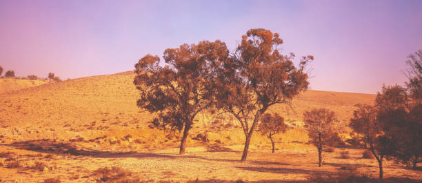 istock Judean Desert. Eucalyptus trees in the desert. horizontal banner 2152156598