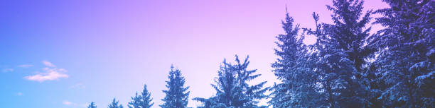 Snow-covered spruce trees on the mountainside during sunrise in winter. Horizontal banner