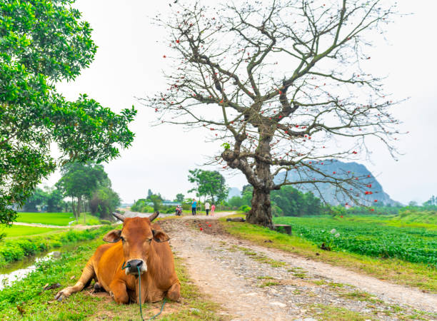 Buffalo is relaxing, eating grass next to the shrine have multi centuries-old trees in rural Vietnam peaceful