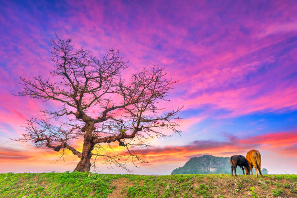 Buffalo is relaxing, eating grass next to the shrine have multi centuries-old trees in rural Vietnam peaceful