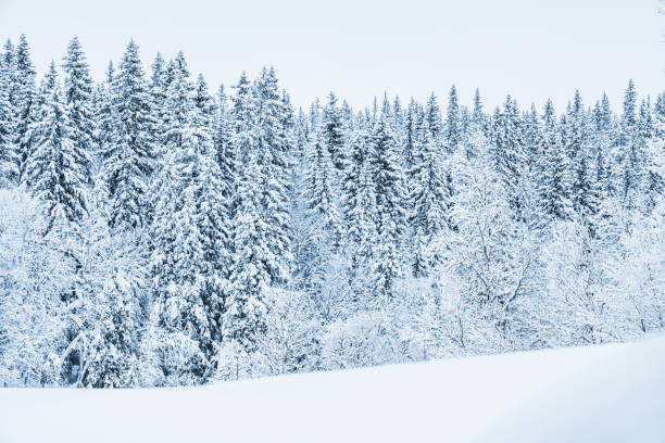 istock Snow-Covered Trees in a Serene Winter Forest Landscape at Dusk 2152160532