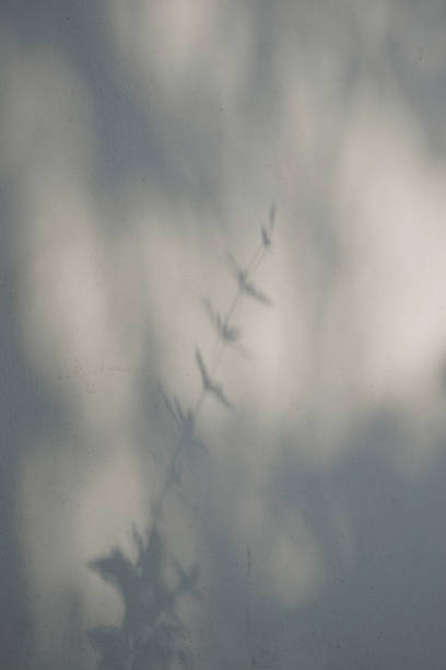 istock Natural shadow tree leaves stem silhouette and light against old grunge wall textured background. 2152161134