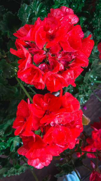 istock Red geranium flowers with water drops on petals, close-up 2152164854