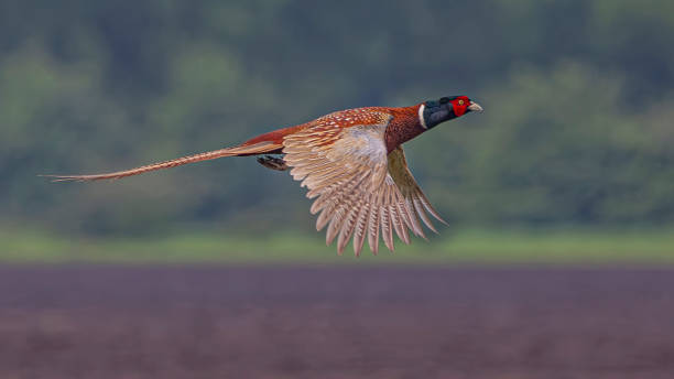 Ring-necked Pheasant Flying stock photo