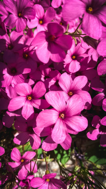istock dark pink oxalis petals in a garden 2152166026