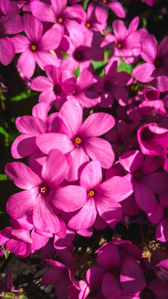 istock dark pink oxalis petals in a garden 2152166031