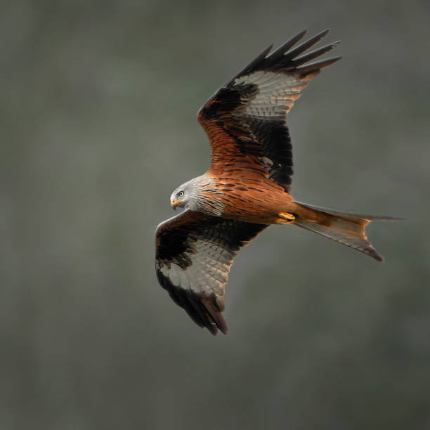 istock Red Kite (Milvus-milvus) stock photo 2152166220
