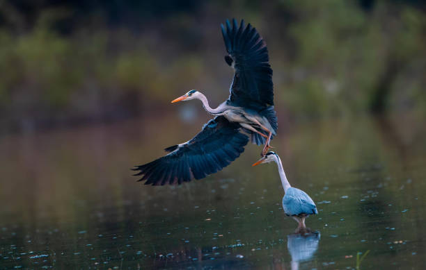 istock Great blue heron pair stock photo 2152167674