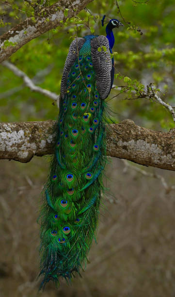 istock Peacock stock photo 2152167683