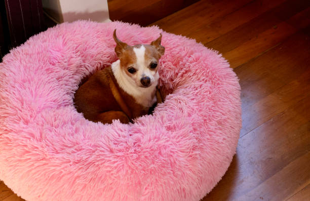 istock Cute little chihuahua napping on a pink pillow 2152167978