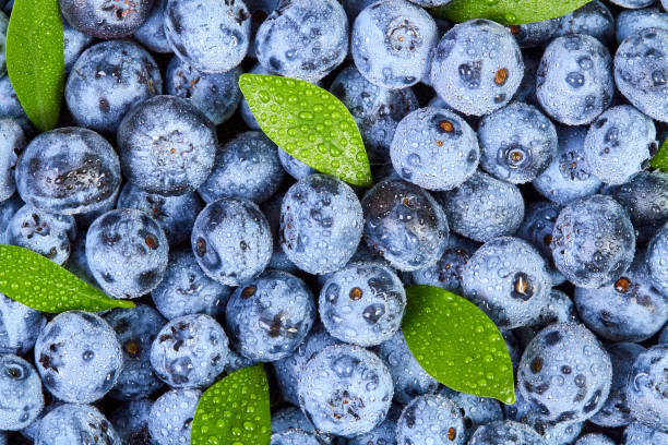 istock Blueberry background with green leaves and water drops 2152168081