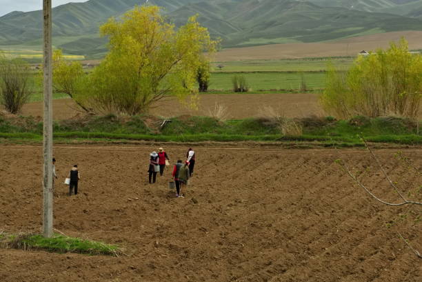 Karakol, Kyrgyzstan. April 26, 2024. Local residents of the field plant potatoes in a plowed field near Lake Issyk-Kul.Fading white tulips in the evening city park.