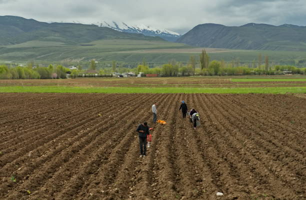 Karakol, Kyrgyzstan. April 26, 2024. Local residents of the field plant potatoes in a plowed field near Lake Issyk-Kul.Fading white tulips in the evening city park.