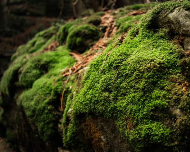 istock Mossy Rock in Tobermory, Ontario 2152168136