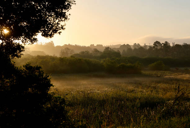 istock Dew and early morning mist across the field 2152168811
