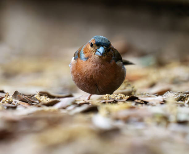 Germany, Beautiful chaffinch sitting in a tree in warm afternoon sunlight