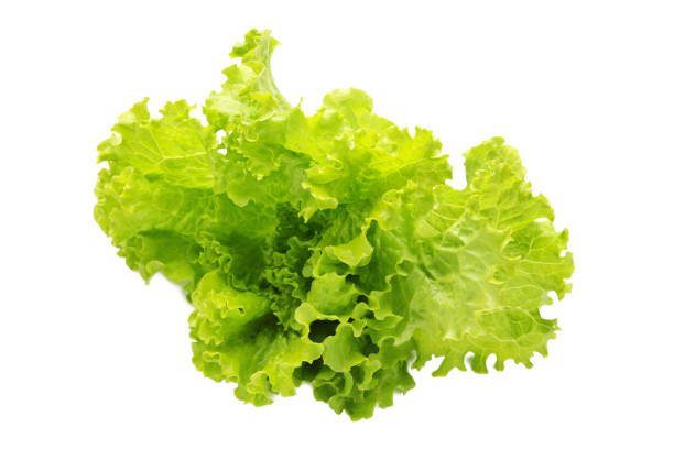 istock Green lettuce leaves isolated on a white background. 2152170934