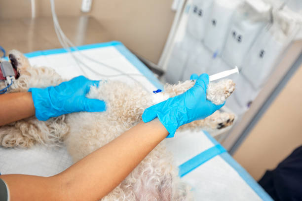 istock In a modern veterinary clinic, an operation is performed on an animal on the operating table in close-up. Veterinary clinic. 2152171794