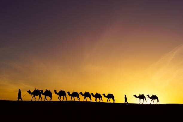 istock Sunrise silhouette of camels and handler, Merzouga 2152174518