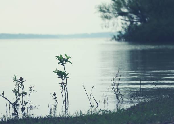 A peaceful morning scene, lakeside in north Texas, viewed with a focus on some plants growing just off the water's edge in the foreground.