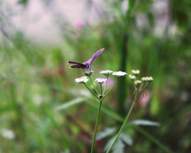 A brown butterfly resting atop a white hedge parsley flower in a north Texas meadow.