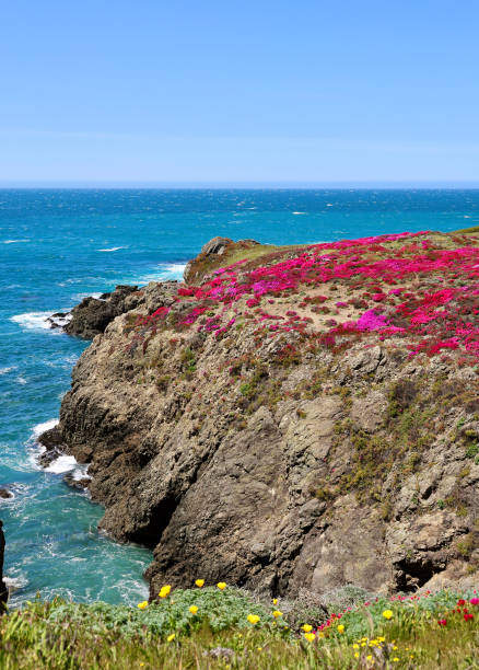 istock Cliff top covered with bright pink ice plant flowers 2152175463