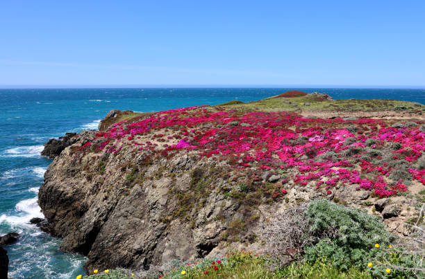 istock Cliff top covered with bright pink ice plant flowers 2152175465