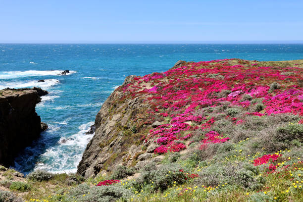 istock Cliff top covered with bright pink ice plant flowers 2152175466