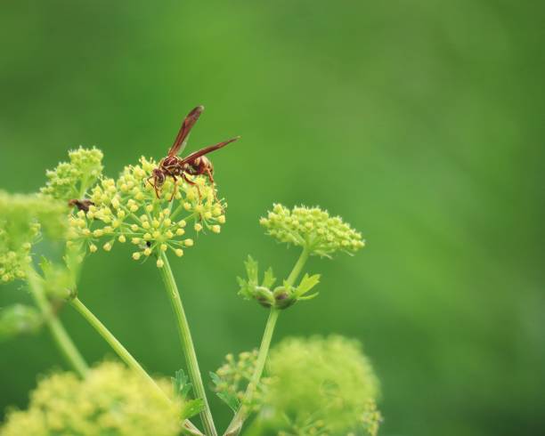 A zoomed, selective focus view of a striped brown paper wasp atop a cluster of yellow wildflowers in a north Texas meadow.