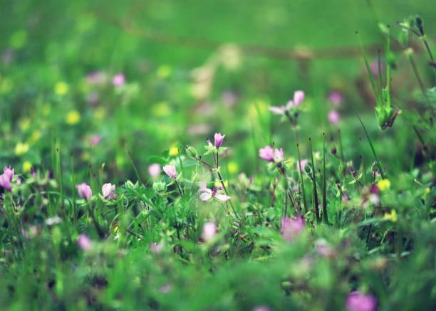 A selective, mid-field focus on a patch of colorful small pink and yellow springtime ground blossoms in north Texas.