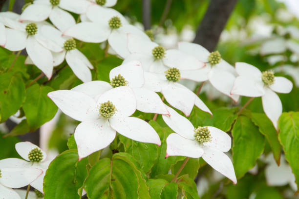 istock White flowers on the roadside tree in summer 2152177857