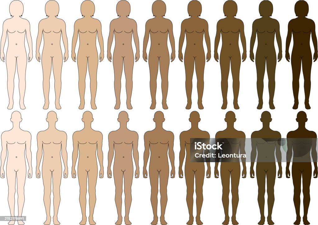 Body Images Sche The Human Body Stock Illustration - Download Image Now - The Human Body ...