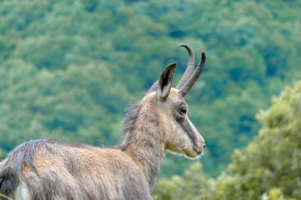 A mountain goat with prominent horns rests amidst lush greenery, offering a serene scene of wildlife in its natural environment.