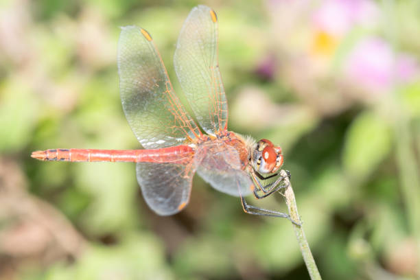 Dragonfly close up on top of a flower.