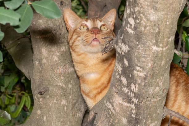 Ginger cat on top of a tree looking curious.